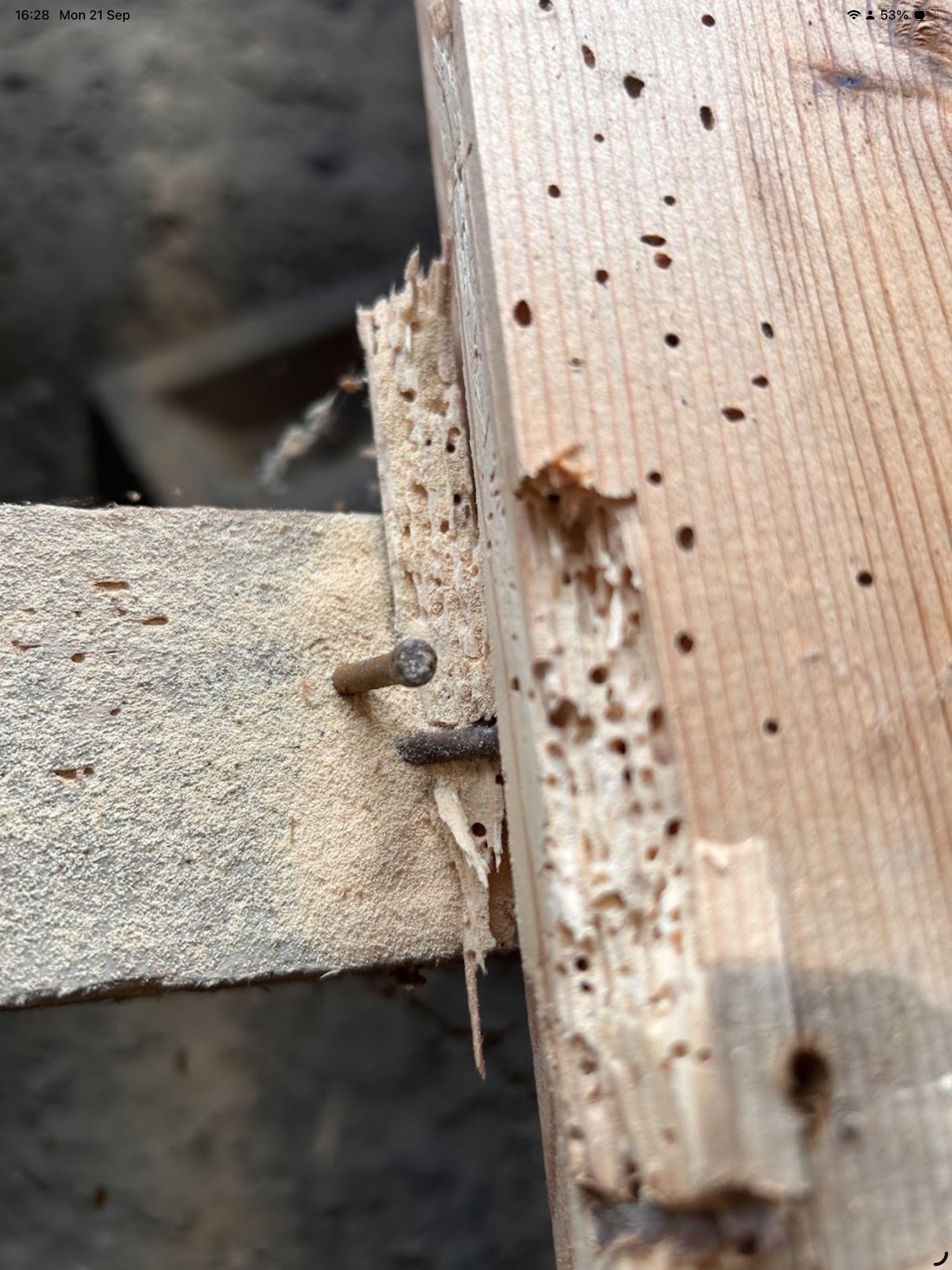 Woodworm treatment on floor timbers
